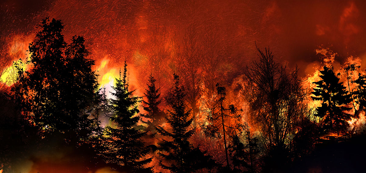 Forest Fire